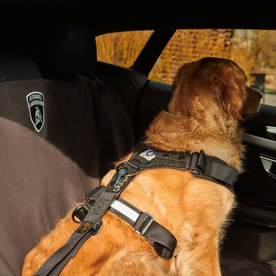 Lamborghini Pet Safety Belts