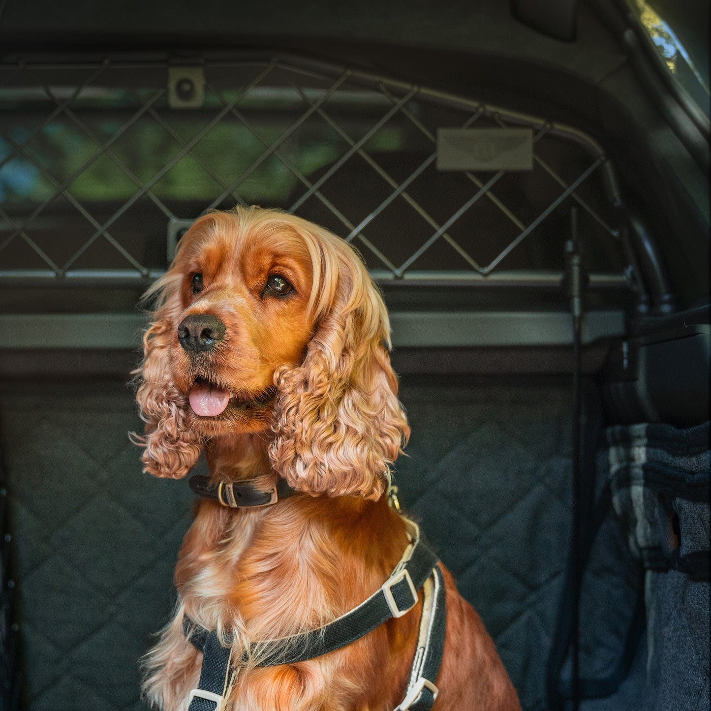 Bentley Bentayga Bespoke Dog Guard