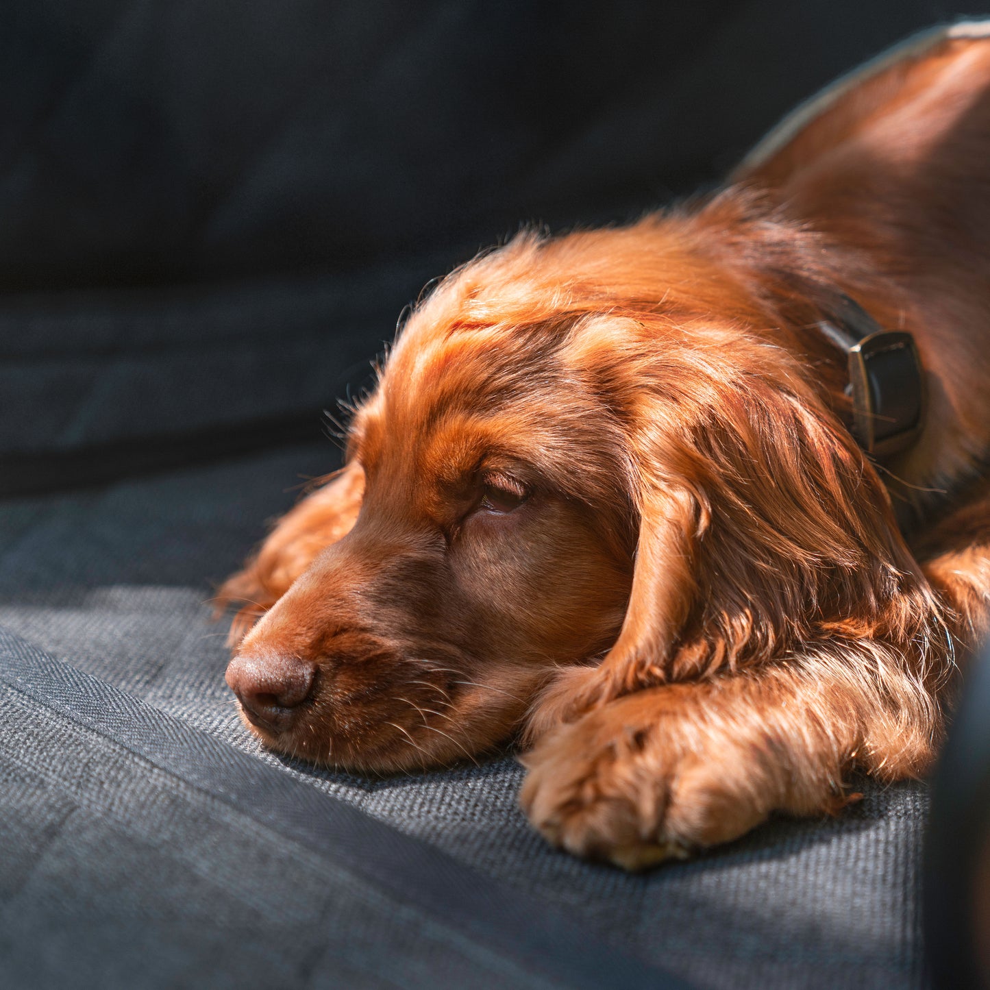 Bentley Rear Seats Pet Protective Cover and Door Cards