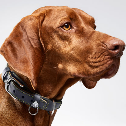 Rolls-Royce Dog Collar and Lead